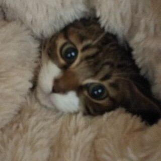 珍しいこげ茶と白の美男子にゃんこ「ジェリーくん」