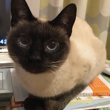 ベルちゃん