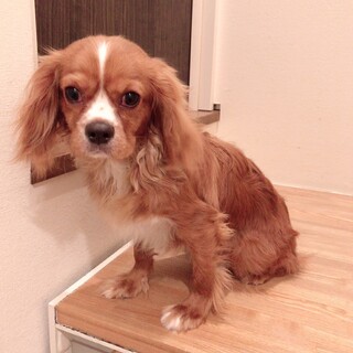 お優しいご家族に迎えていただきました