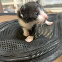 一緒に育ててくれる方お願いします