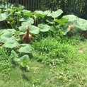後藤もみじ にわとりメス5羽