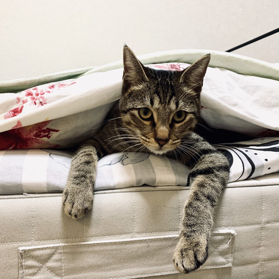 ルシちゃんのカバー写真