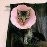 去勢手術後のルシちゃん　笑笑
