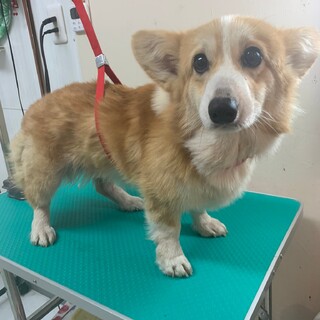 推定1～2歳 ギョウザくん