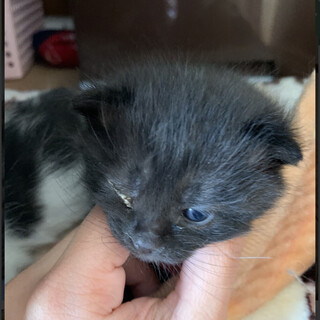 子猫 里親様募集