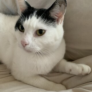ごうちゃん　　２～3歳くらいの男の子　