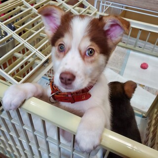 子犬ちゃんの家族を探しています