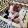 子犬ちゃんの家族を探しています サムネイル2
