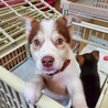 子犬ちゃんの家族を探しています サムネイル3