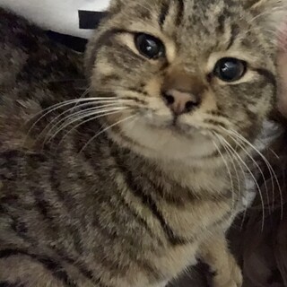 甘えん坊すりすり猫ちゃん