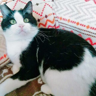 むっちりパンダのようなゴマくん