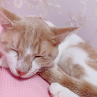 きな子