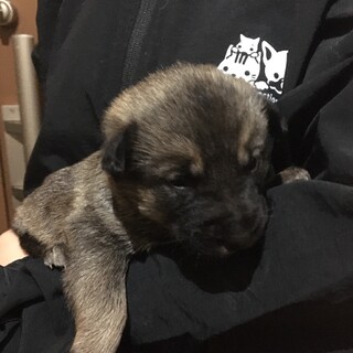 ちいさな野犬の赤ちゃん❤