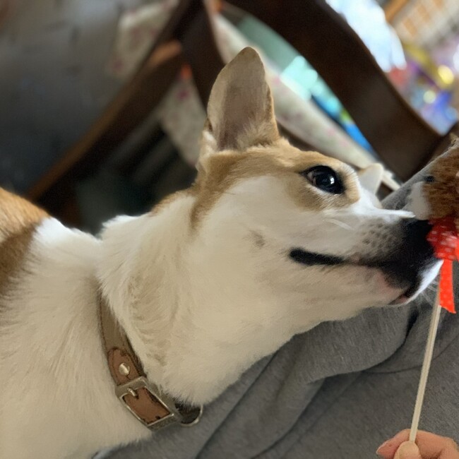 Paw’sのカバー写真