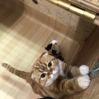 スコティッシュフォールド