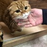 スコティッシュフォールド サムネイル3