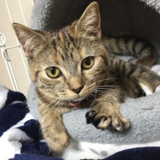 スコティッシュフォールドのチュチュちゃん