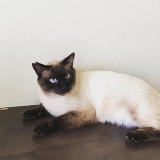シャム猫風の大人しい猫「たぬさん」