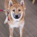 雑種の子犬 こくとうちゃん☆ 里親様募集