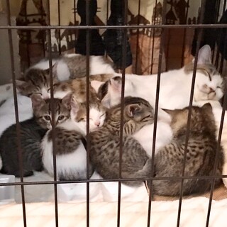 2/17に6匹出産の穏やかなママと子猫2匹