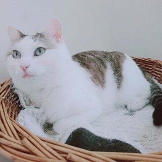 猫より人が好きな「すかいちゃん」