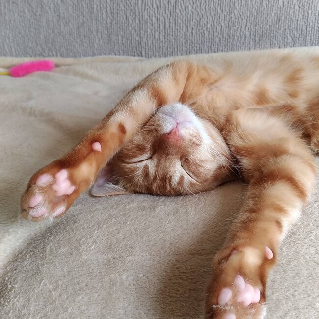 いっちーのカバー写真