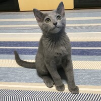 ノア