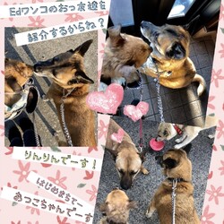 「保護犬あつこちゃん」サムネイル3
