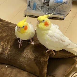 スーパー仲良しオカメインコ2羽★（募集停止）
