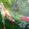 錦鯉の里親募集です サムネイル2