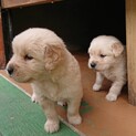 可愛いゴールデンの子犬