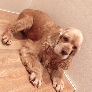 ありがとうございました