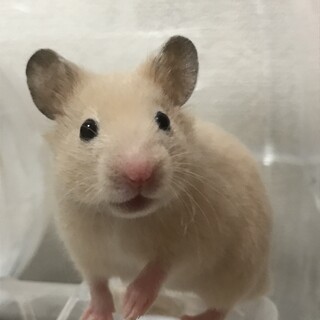 キンクマ(1ヶ月半)里親様募集します