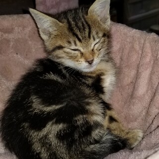 里親決まりました。