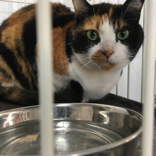 まんまるお目めのビューティー三毛ちゃん