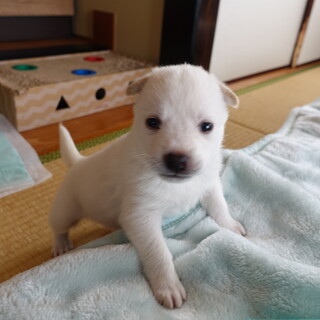 交渉中　3月9日頃生まれの男の子（おんちゃん）