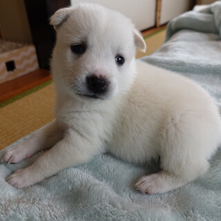 3月9日頃生まれの女の子（めんちゃん）