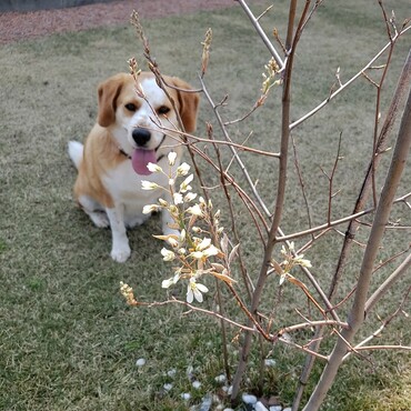 ジューンベリー咲いた