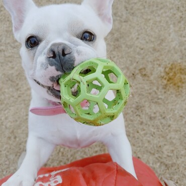 大好きな緑のボール