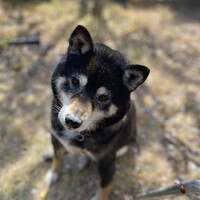 さくら