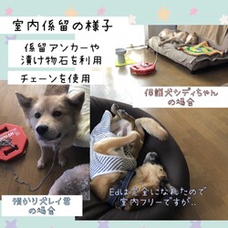 「倉敷っ子（野犬）のお迎え準備」サムネイル2