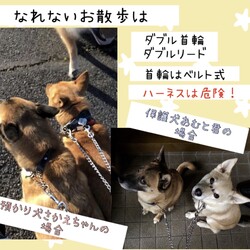 「倉敷っ子（野犬）のお迎え準備」サムネイル3