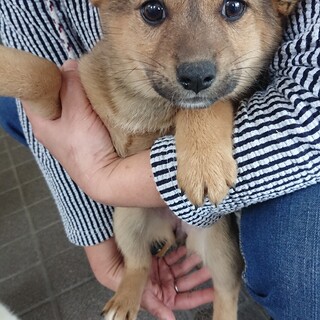 鴻巣市の犬の里親募集情報まとめ ペットのおうち 月間利用者150万人