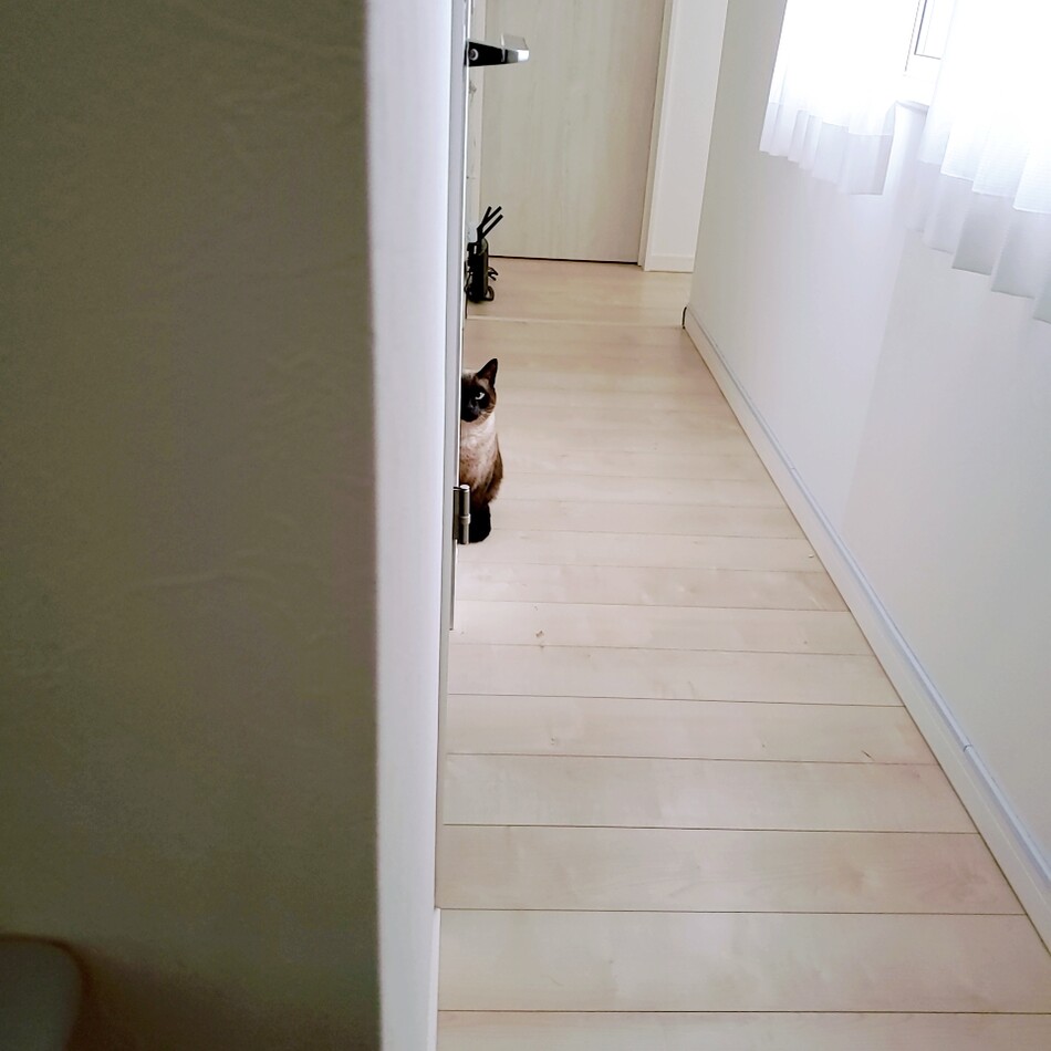 loaのカバー写真