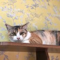ずっとのお家を募集中