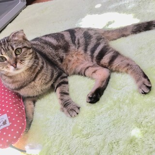 アメショ風★背中にハートマーク★可愛いポンズ