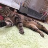 アメショ風★背中にハートマーク★可愛いポンズ サムネイル2