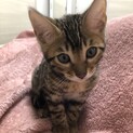 ご応募ありがとうございました
