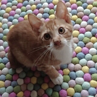 3ヶ月　4兄妹の茶白の男の子　