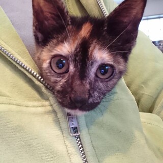 3ヶ月 4兄妹のサビの女の子